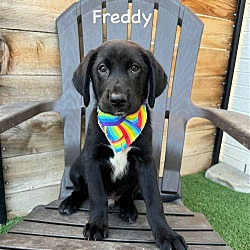 Photo of # Freddy