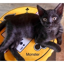 Photo of Monster