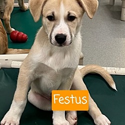 Thumbnail photo of Festus-In a Foster Home #1