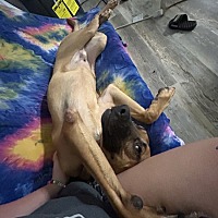 adopt a pet