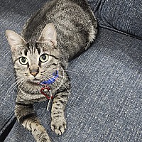 adopt-pet