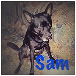 Photo of SAM