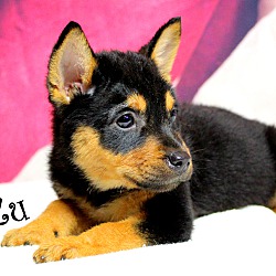 Thumbnail photo of ZuZu~adopted! #3