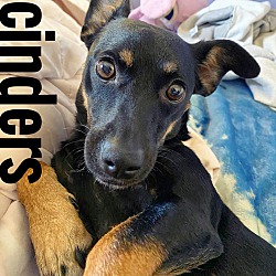 Thumbnail photo of Cinders #1