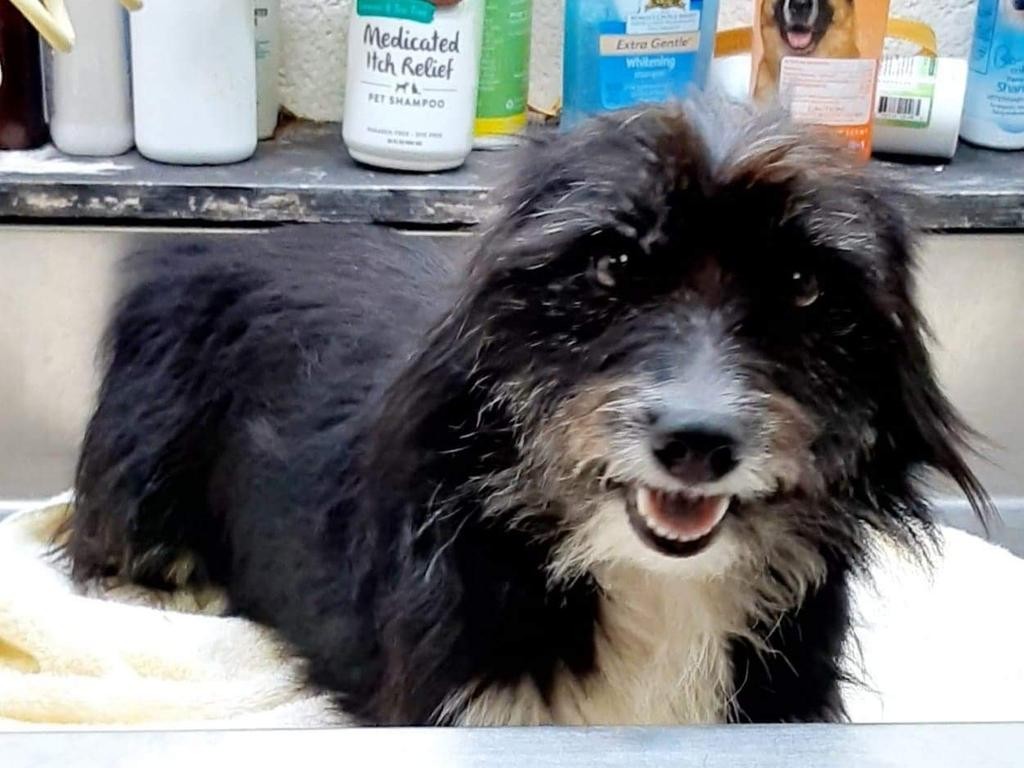 Adopt Kim a Terrier (Unknown Type, Small) / Mixed Breed (Medium