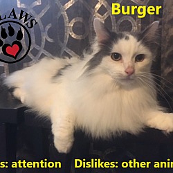 Thumbnail photo of Burger #2