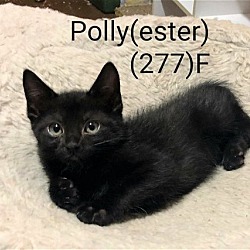 Photo of Foster Polly