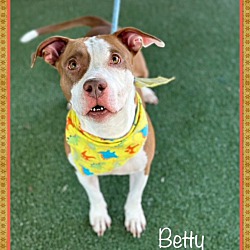 Thumbnail photo of BETTY - see video #2