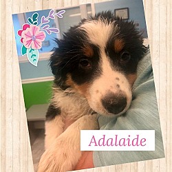 Photo of Adelaide Puppy