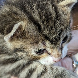 Thumbnail photo of Tumble  (Special Kitten) #1