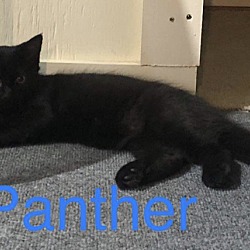 Photo of Panther