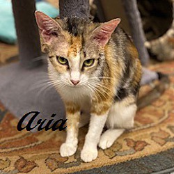 Thumbnail photo of Aria #3