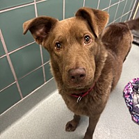 adopt a pet