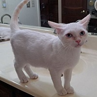 adopt-pet