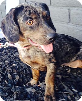 catahoula dachshund