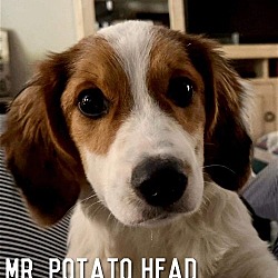 Photo of Mr. Potato Head
