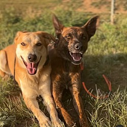 Photo of Penny & Rosie