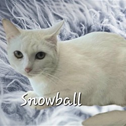 Photo of Snowball #gentle-introvert