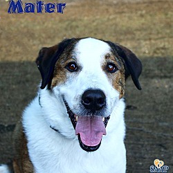 Thumbnail photo of Mater (bonded to Siggy) #2