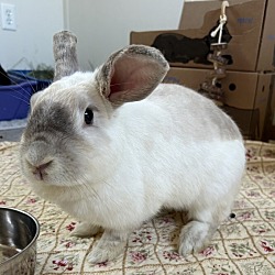 Thumbnail photo of Opal (bonded To Olive) #1