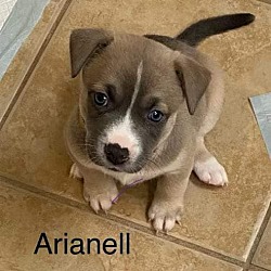 Thumbnail photo of Arianell #3