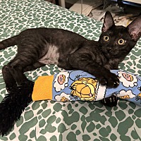 adopt a pet