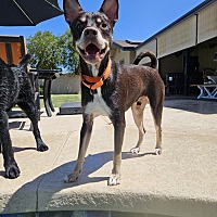 adopt-pet