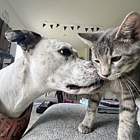 adopt a pet