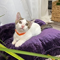 adopt a pet