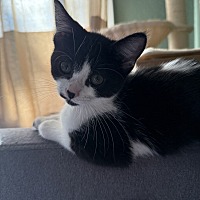 adopt a pet