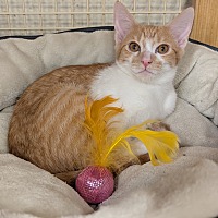 adopt a pet