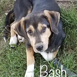 Thumbnail photo of Bash #2
