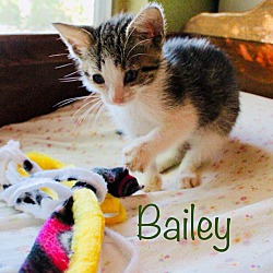 Thumbnail photo of Bailey "Marbled Tabby " #2