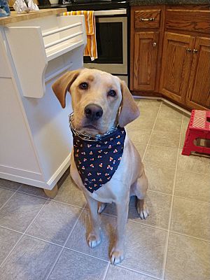 Richmond Va Labrador Retriever Meet Riley A Pet For Adoption