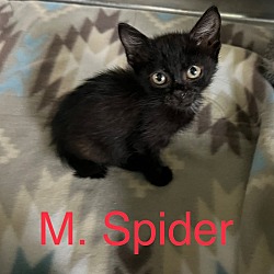 Photo of Spider