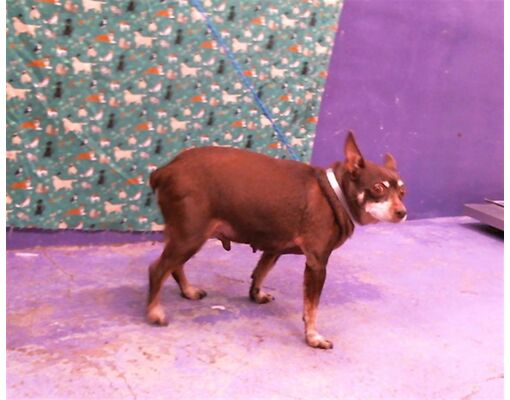 Houston TX Chihuahua. Meet CHACO a Pet for Adoption AdoptaPet