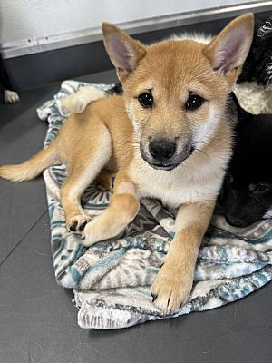 Hainesville, Il - Shiba Inu. Meet Adoption Pending Fenton A Pet For 