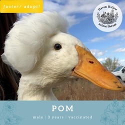 Thumbnail photo of Pom #2