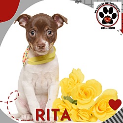 Thumbnail photo of RITA #2