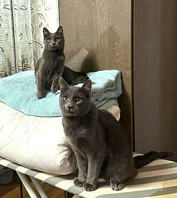 Brooklyn, Ny - Russian Blue. Meet Natasha & Boris A Pet For Adoption 