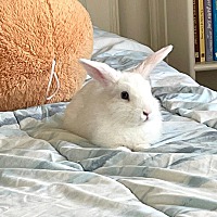 adopt-pet