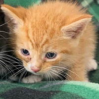 adopt-pet