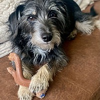 adopt-pet
