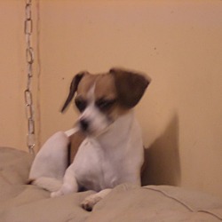 Thumbnail photo of Kiki (adoption pending) #4