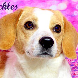 Thumbnail photo of Chuckles~adopted! #2