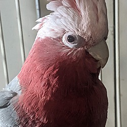 Thumbnail photo of Scarlet Rose Breasted Cockatoo #1