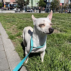 Thumbnail photo of Terry - Needs a new Foster! #1
