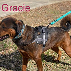 Thumbnail photo of GRACIE #3