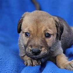 Photo of Aruba Pup - Casibori - Adopted!