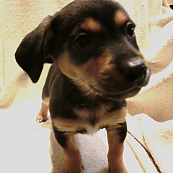 Thumbnail photo of Lucas~adopted! #2